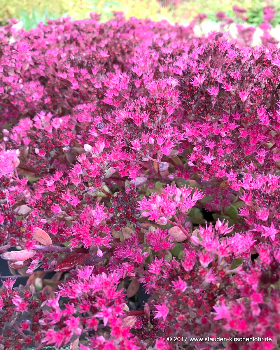 Hylotelephium 'Robustum' = 'Ruby Glow' (Sedum)