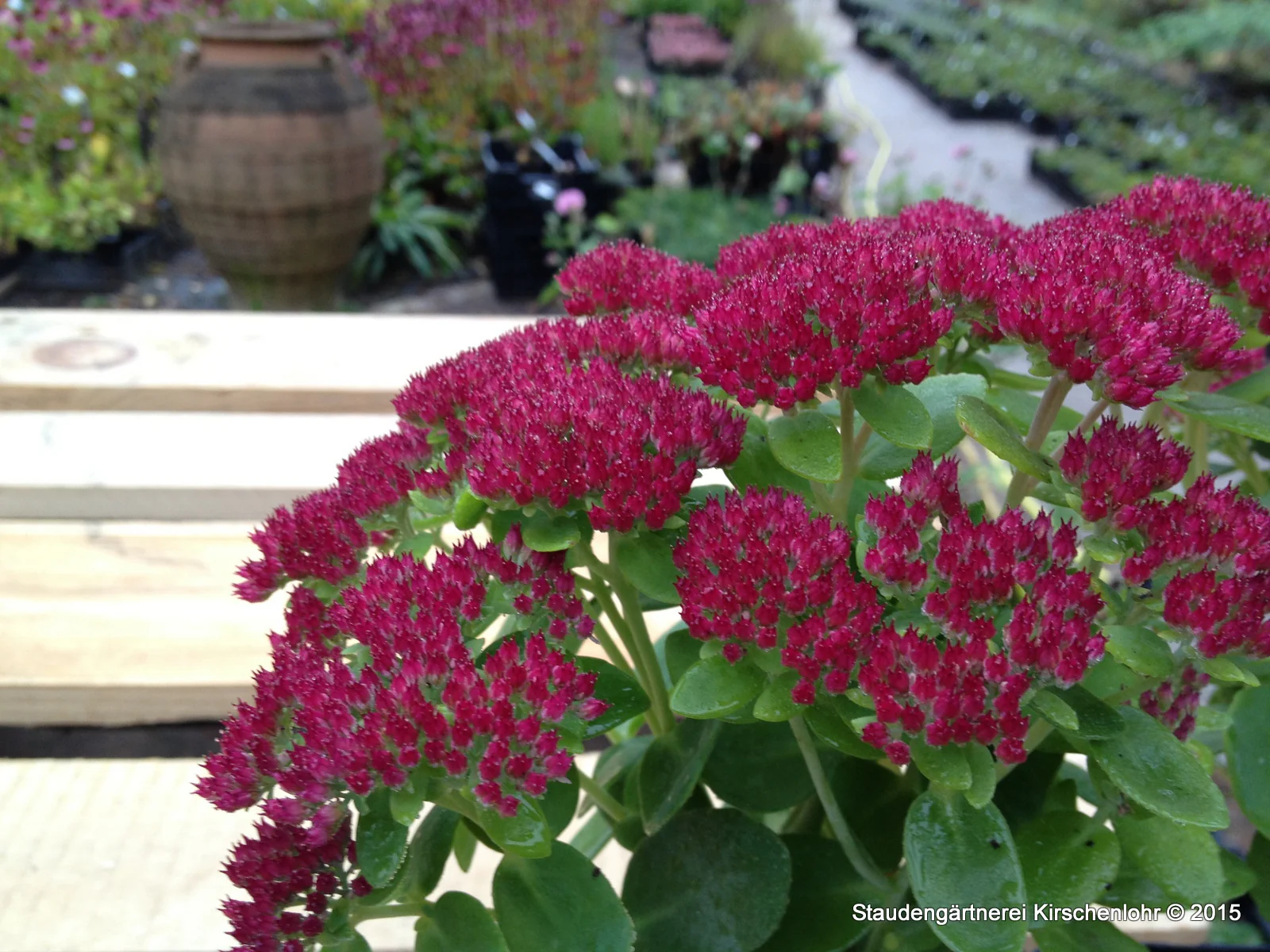 Hylotelephium 'Speyerer Herbstfreude' (Sedum)