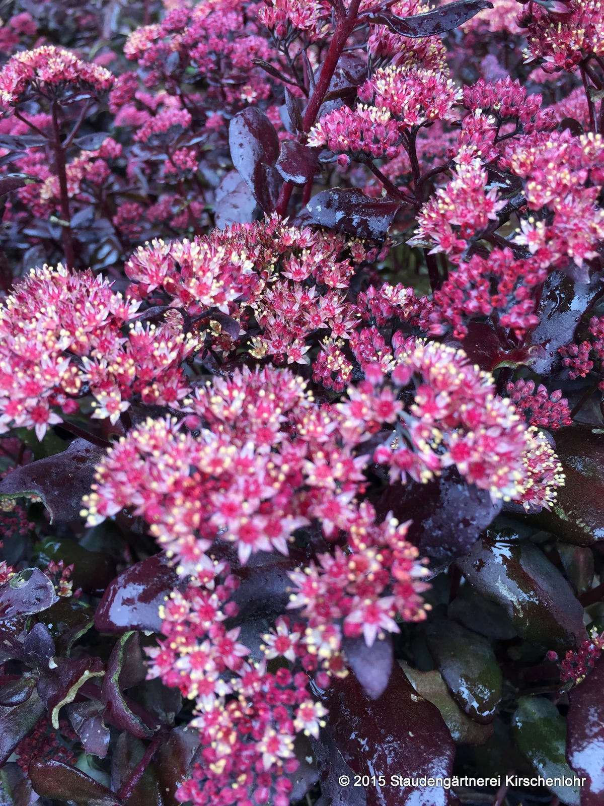 Hylotelephium 'Touchdown Teak' ® (Sedum)