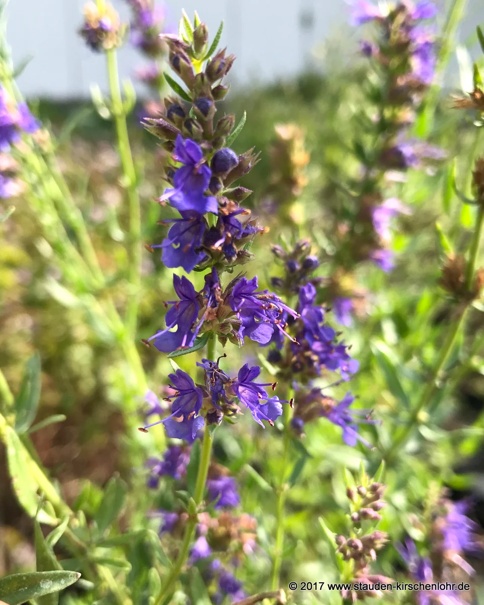 Hyssopus officinalis