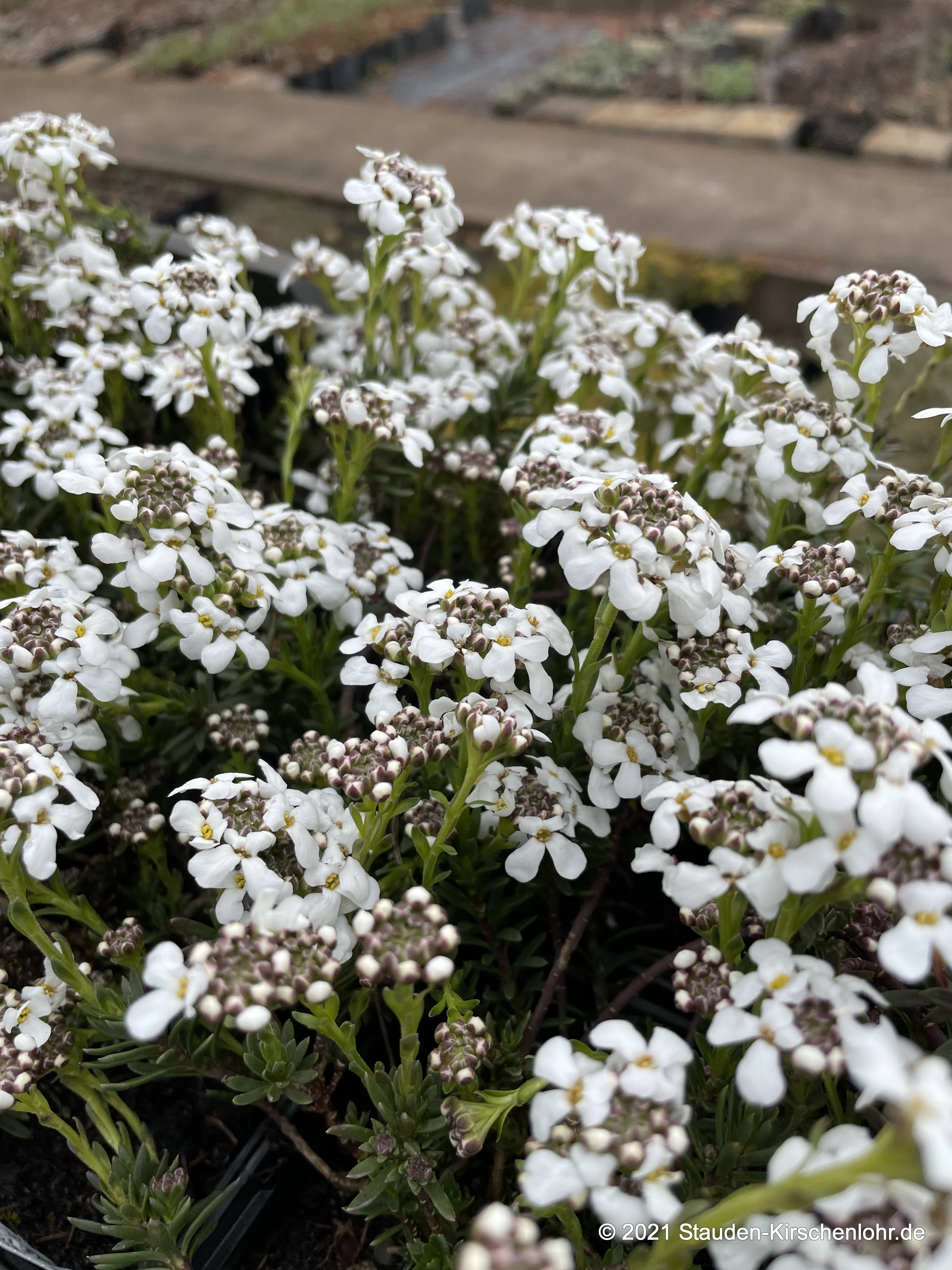 Iberis saxatilis