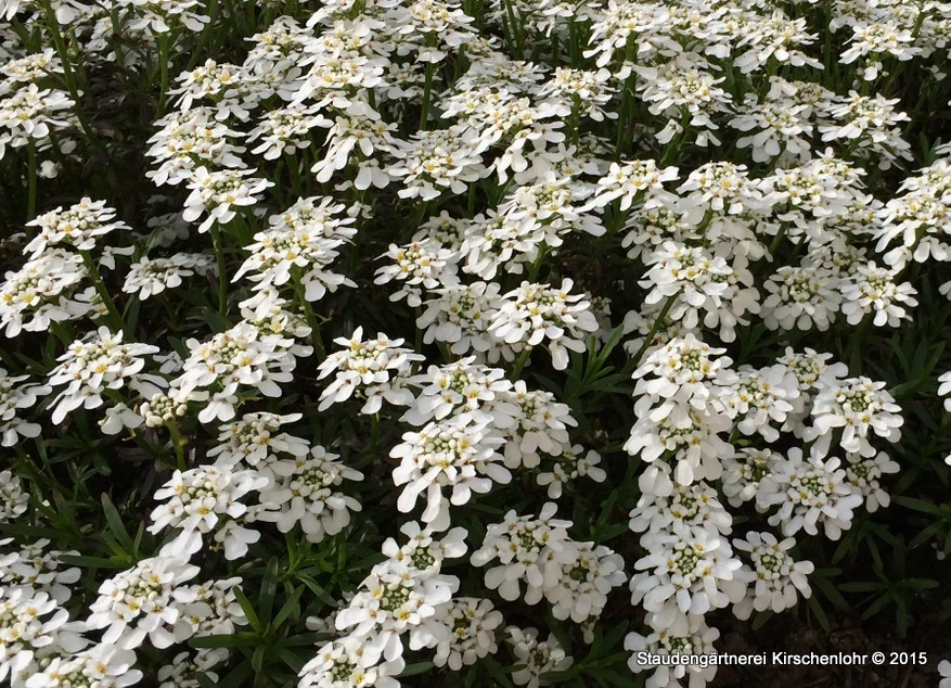 Iberis sempervirens 'Weißer Zwerg'