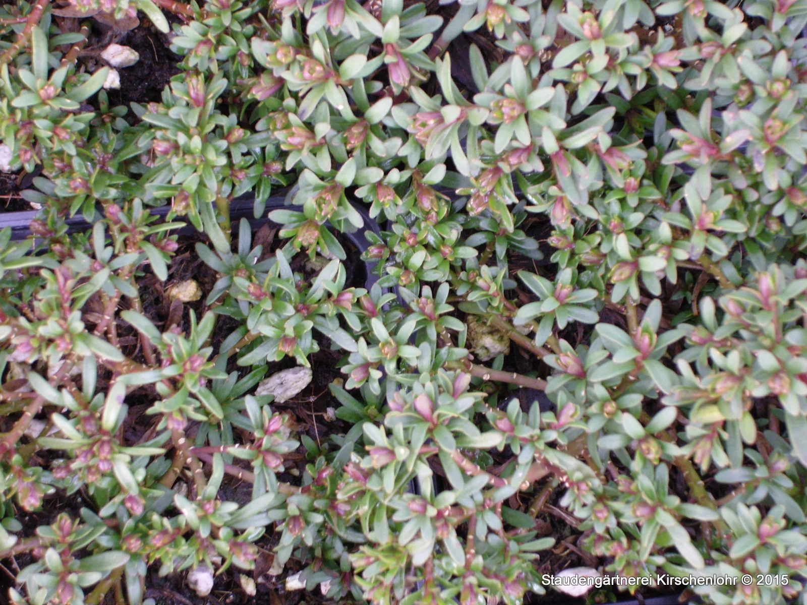 Iberis sempervirens 'Zwergschneeflocke'