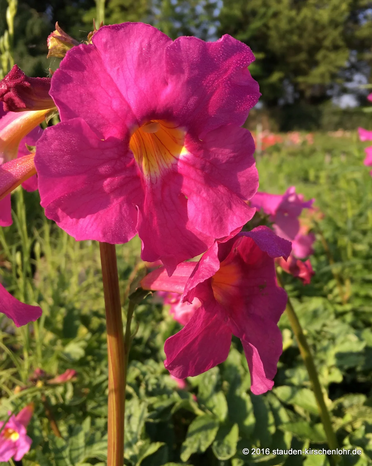 Incarvillea delavayi