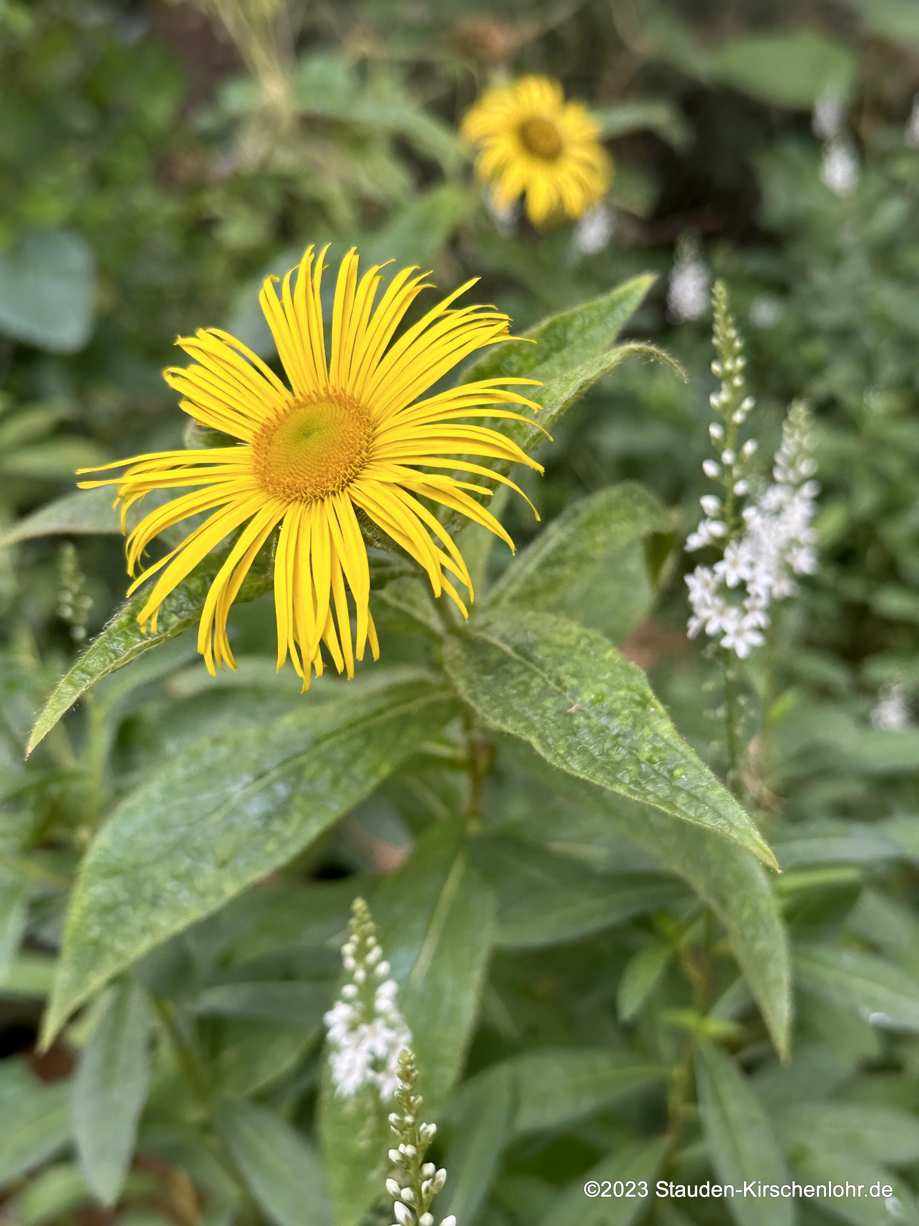 Inula hookeri