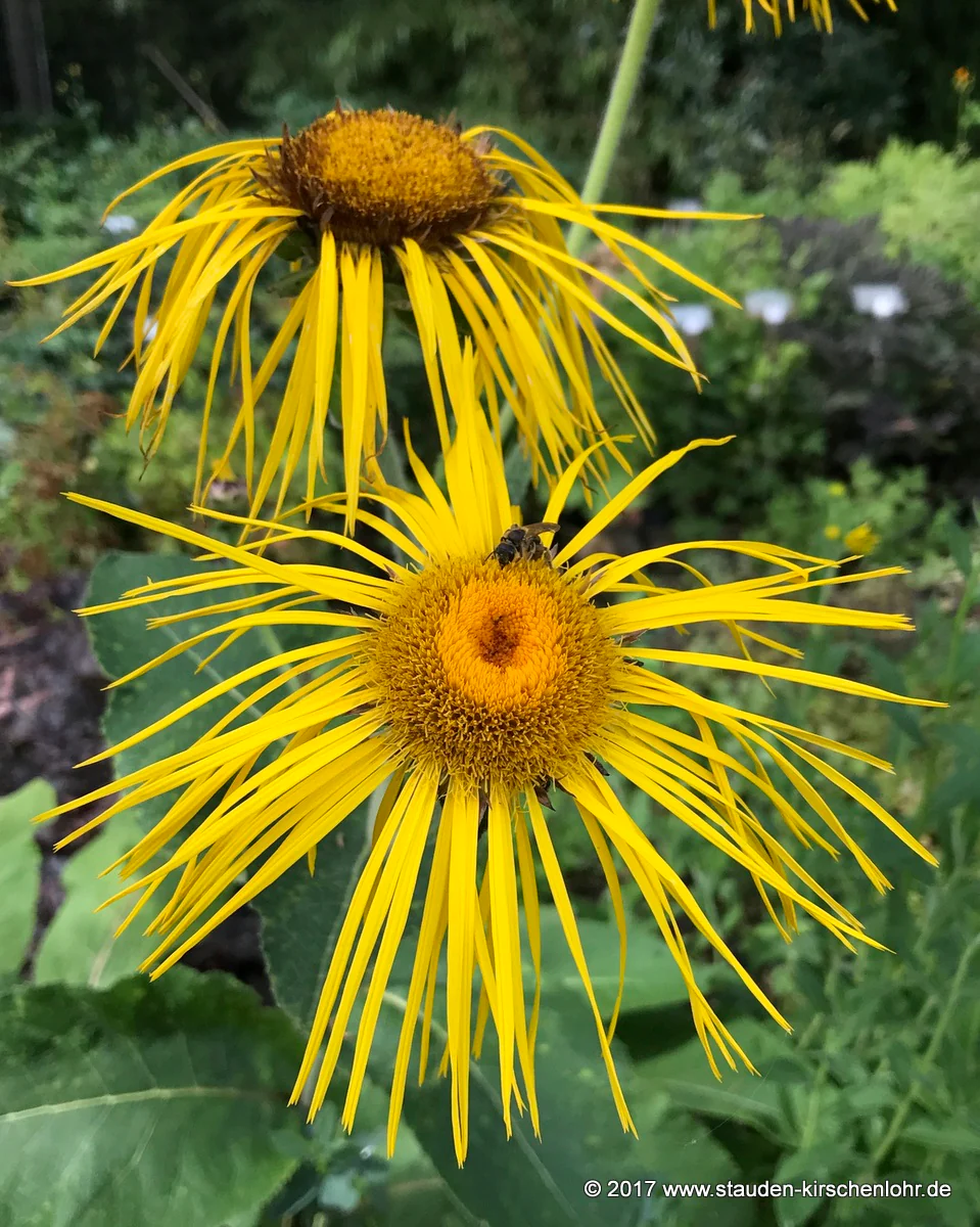 Inula magnifica 'Sonnenstrahl'