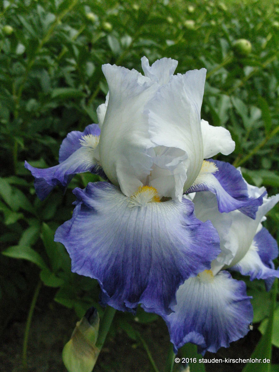 Iris barbata-elatior 'Alizes'