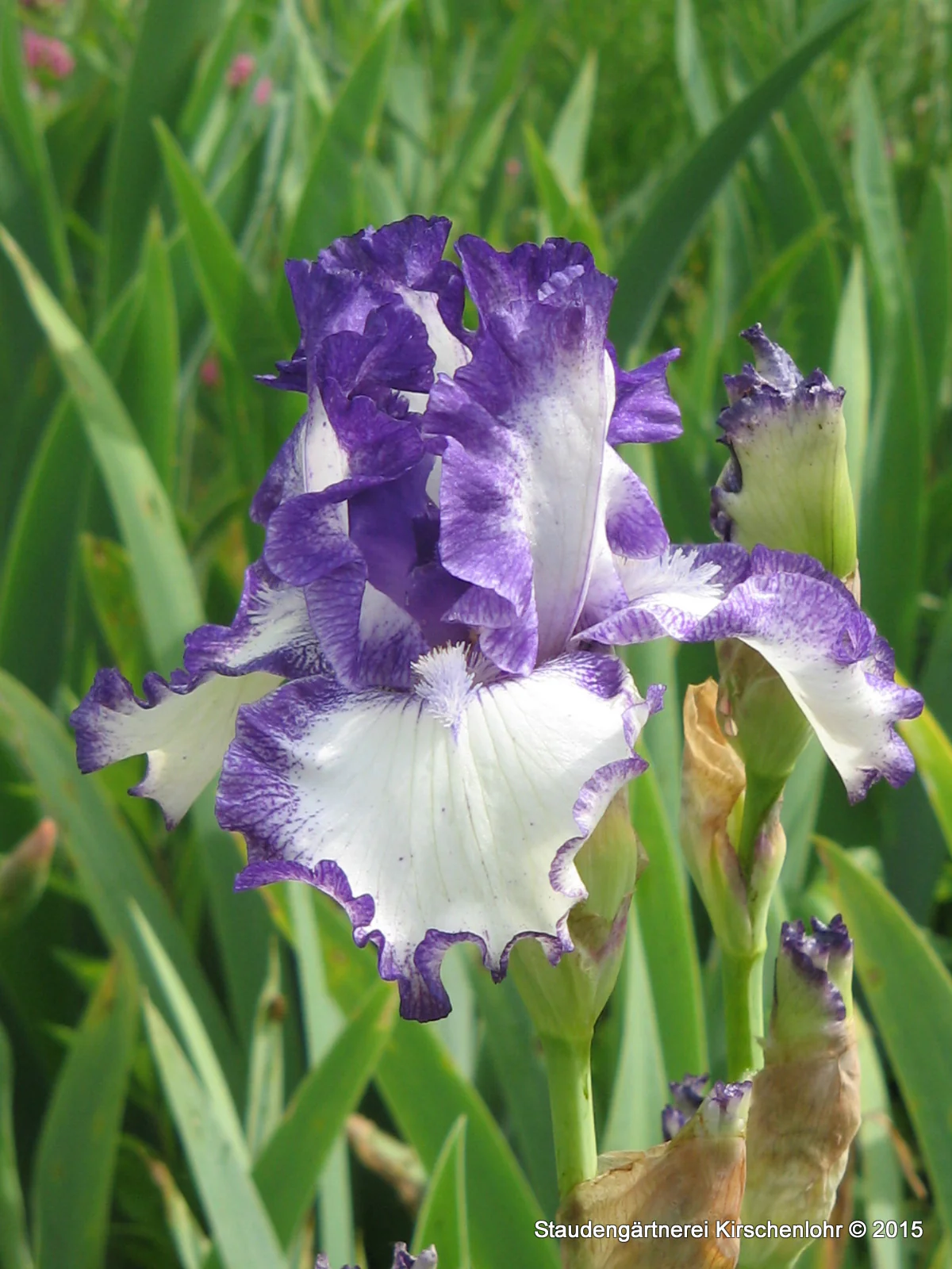 Iris barbata-elatior 'American Classic'