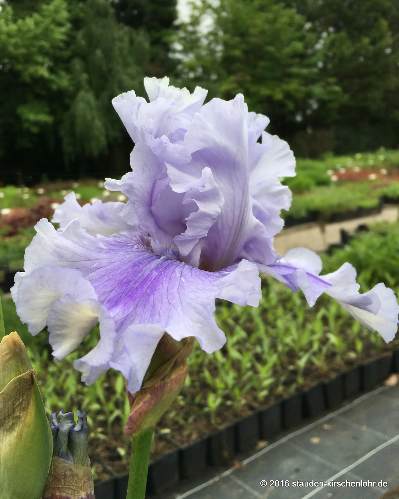 Iris barbata-elatior 'Ascent of Angels'