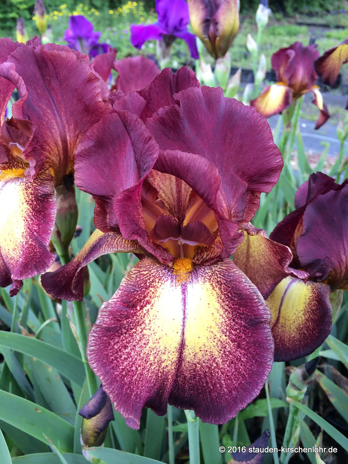 Iris barbata-elatior 'Provencal'
