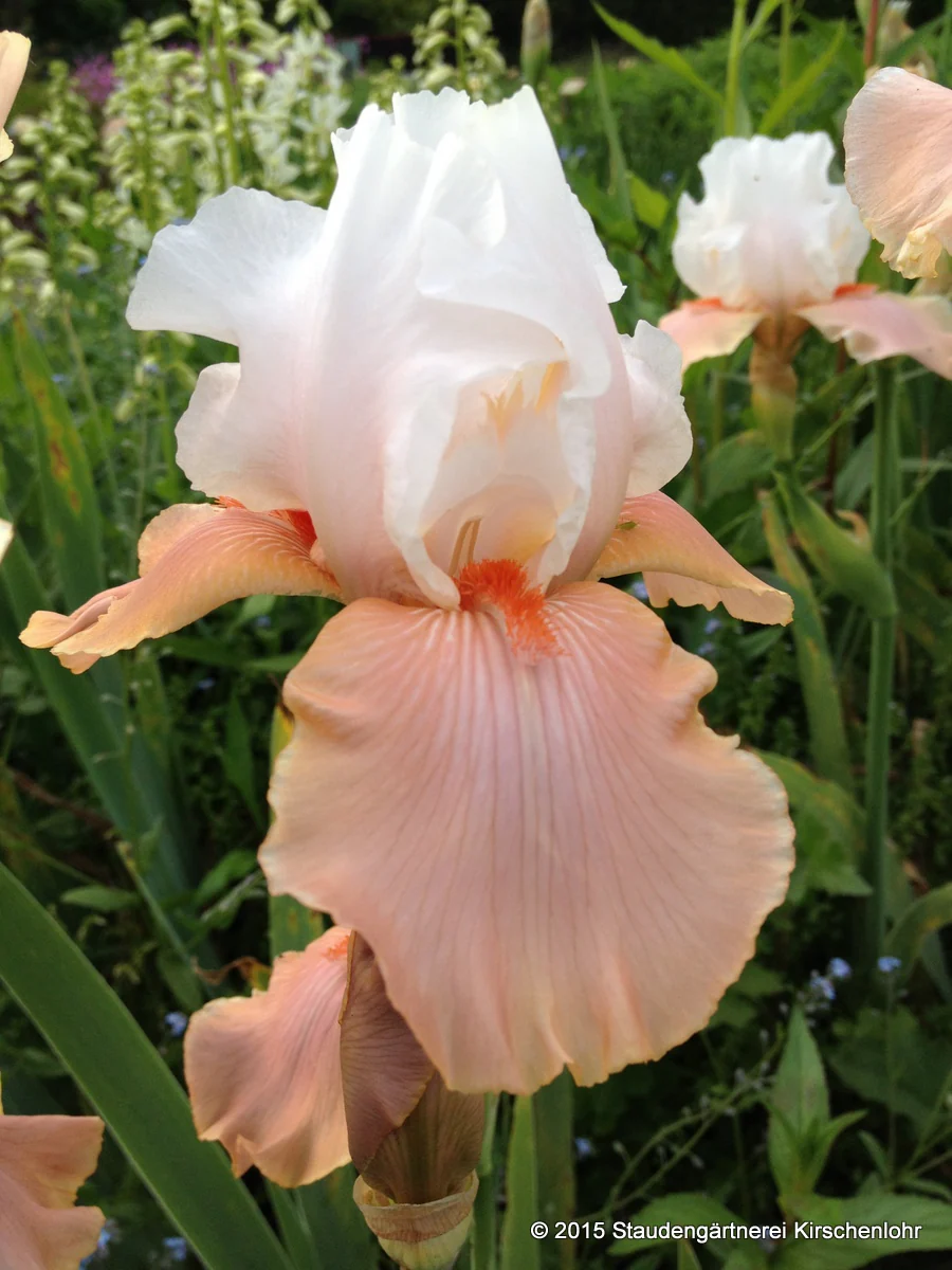 Iris barbata-elatior 'Sugar Magnolia'