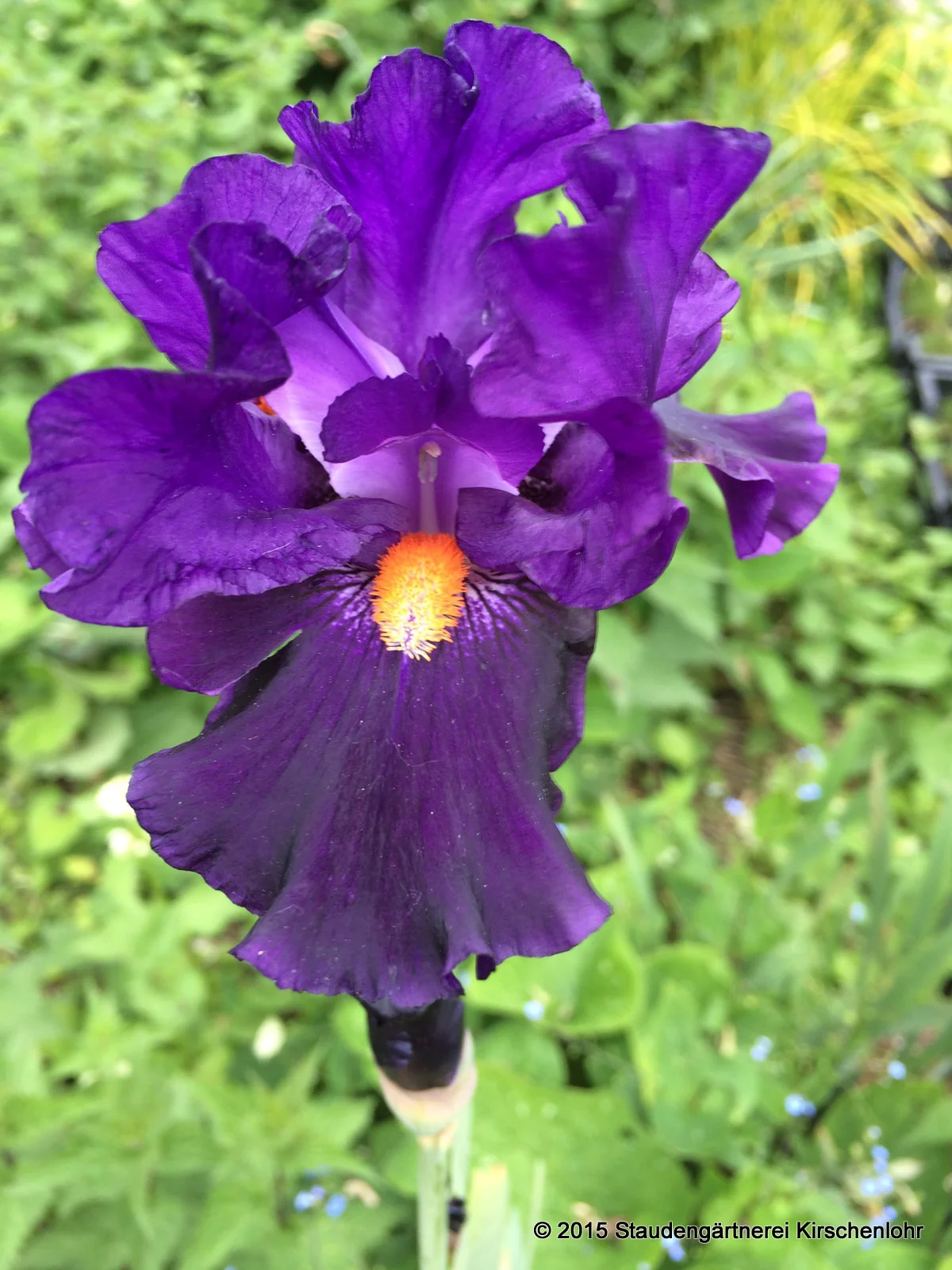 Iris barbata-elatior 'Tom Johnson'