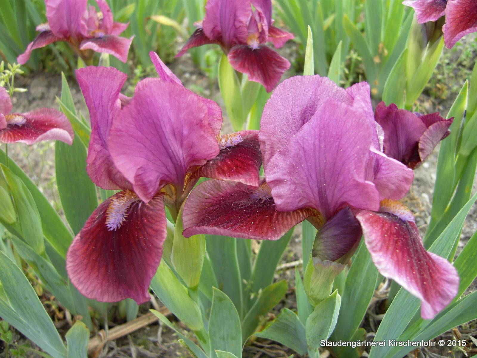 Iris barbata-nana 'Nanny'