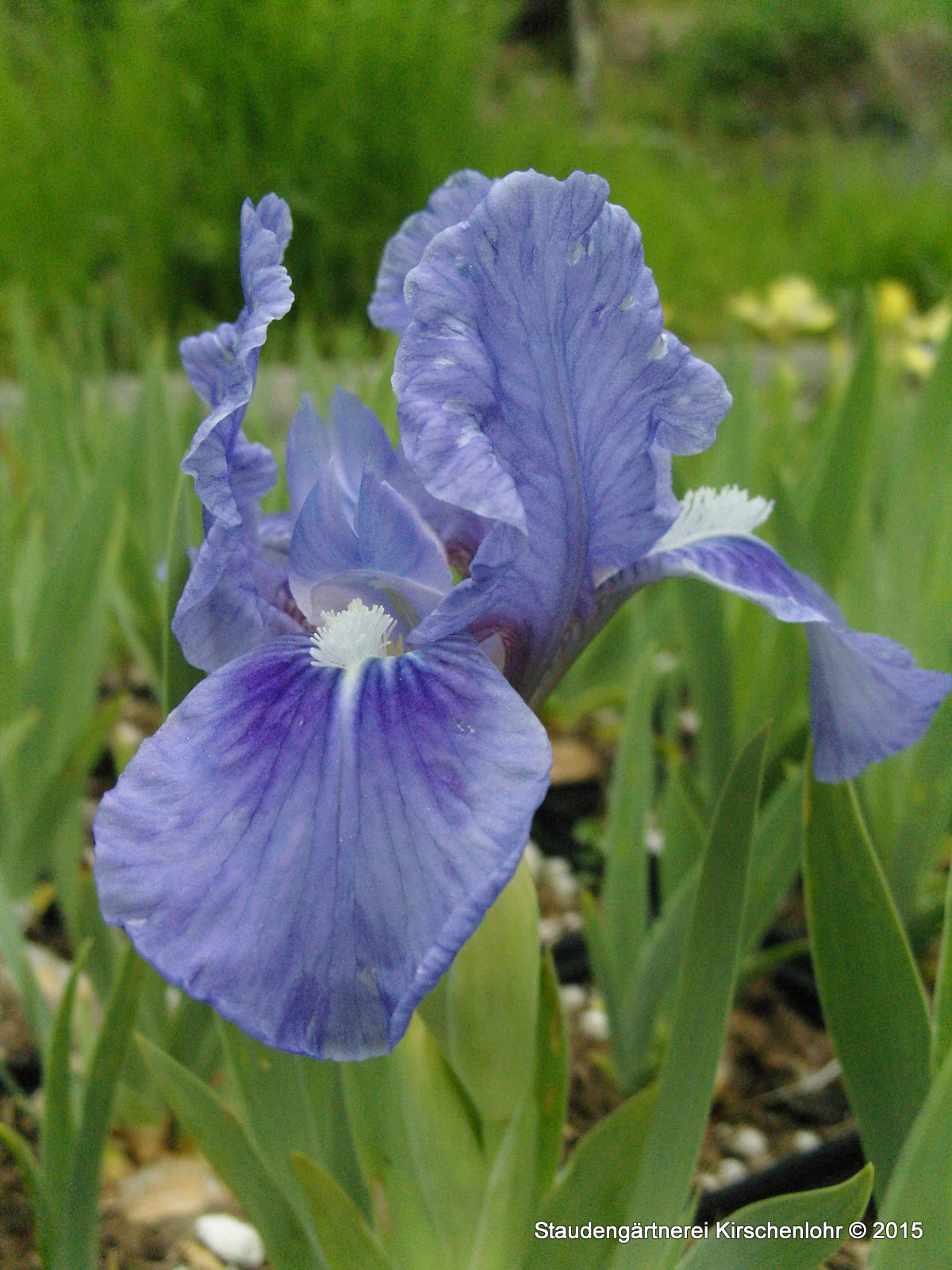 Iris barbata-nana 'Pepita'
