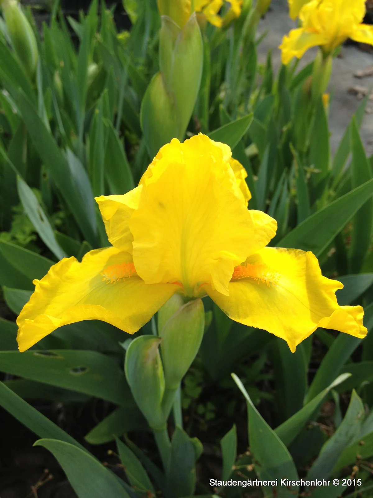 Iris barbata-nana 'Scholar'