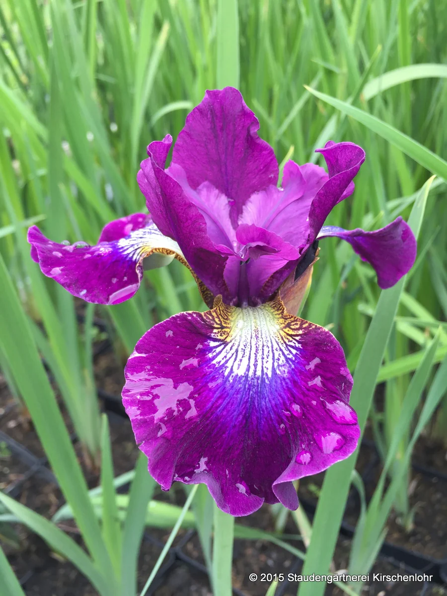 Iris sibirica 'Berlin Purple Wine'