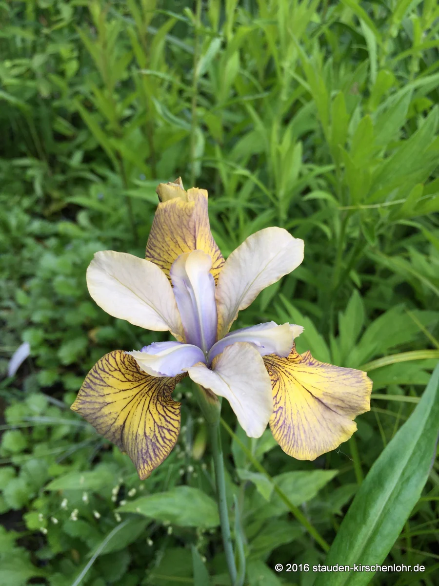 Iris sibirica 'Here be Dragons'