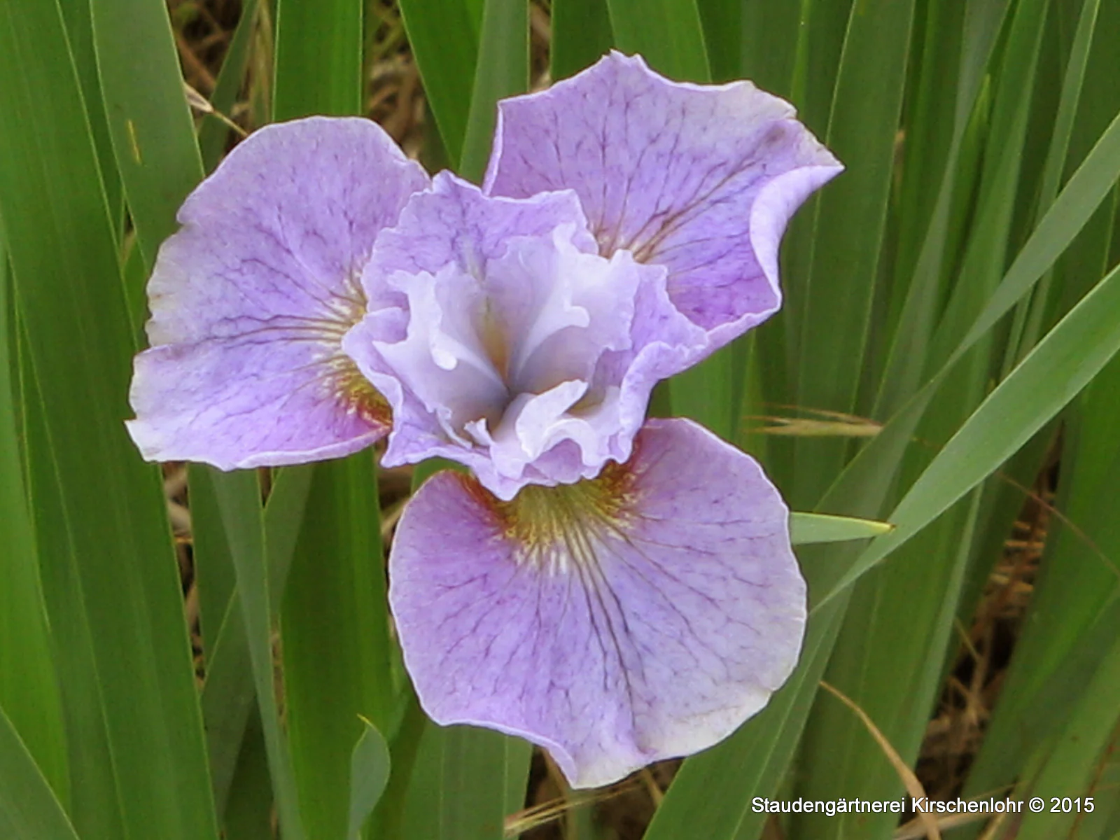 Iris sibirica 'Jugendtraum' NIS