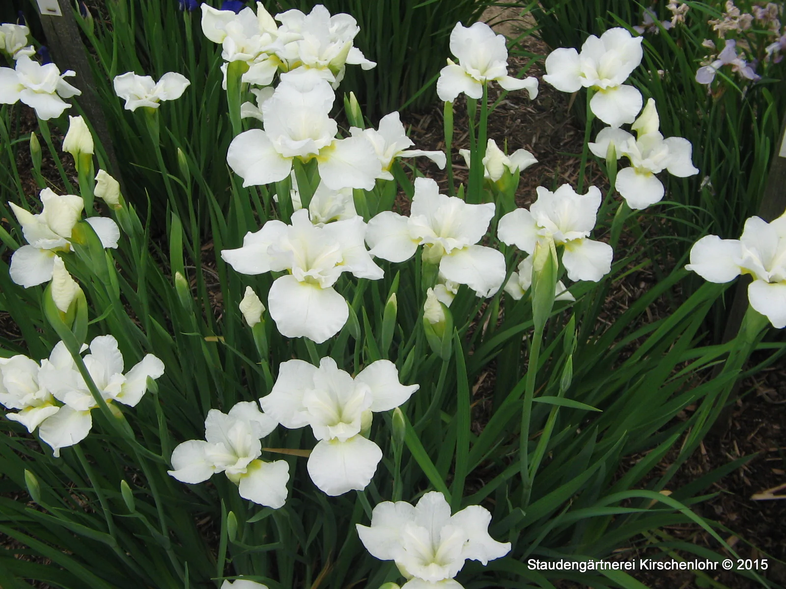 Iris sibirica 'Marshmallow Frosting'
