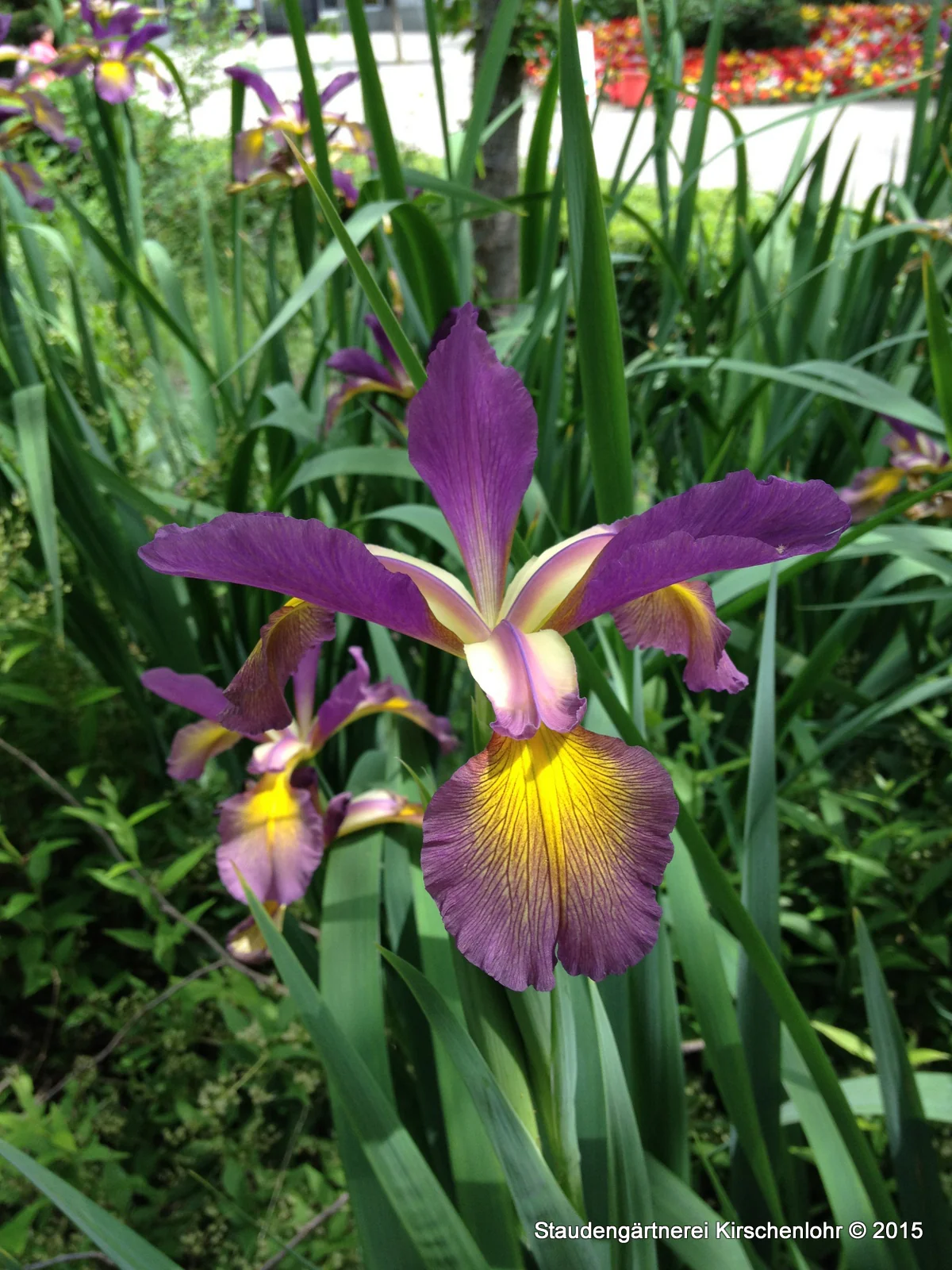 Iris spuria 'Grand Illusion'