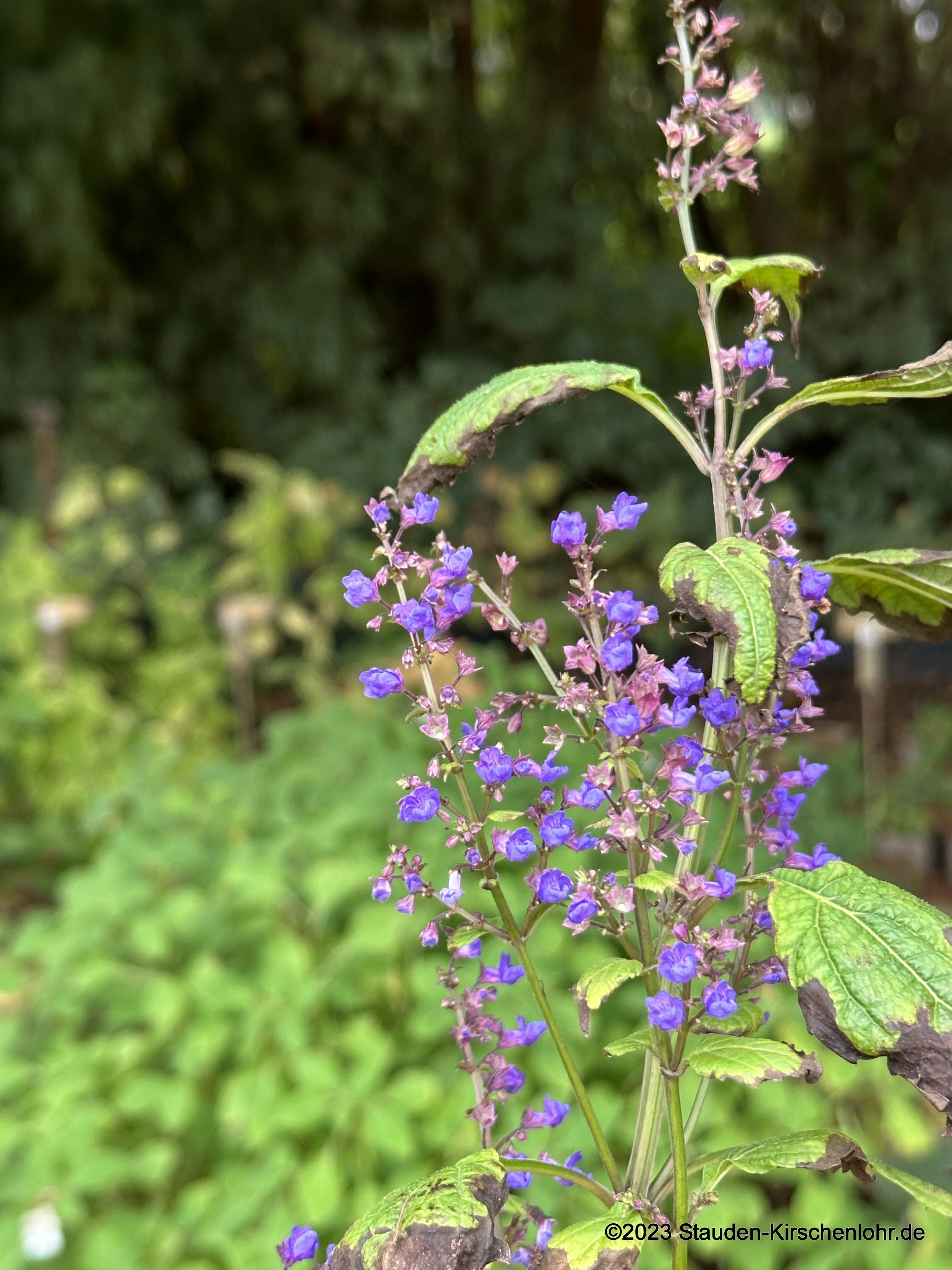 Isodon umbrosus 'Speyerer Herbstbereicherung'