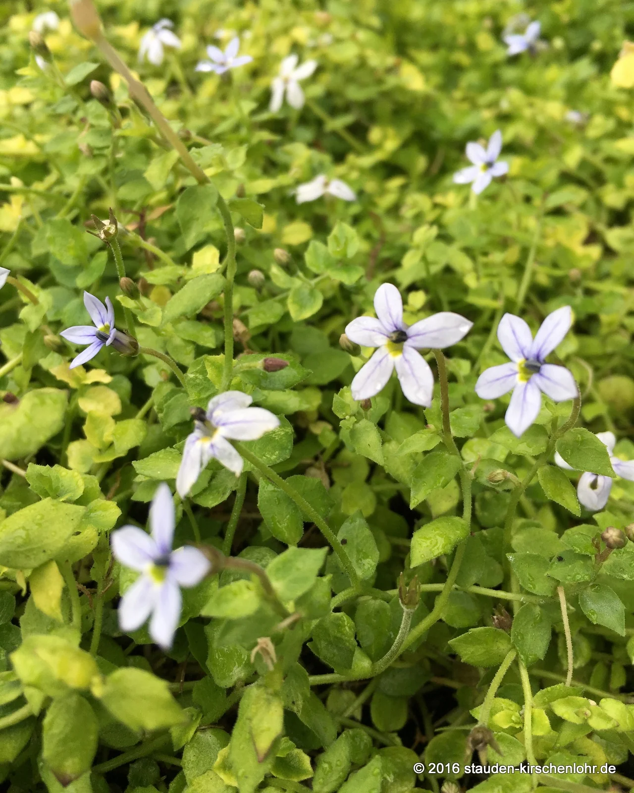 Isotoma fluviatilis