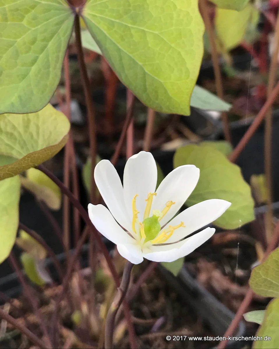 Jeffersonia diphylla