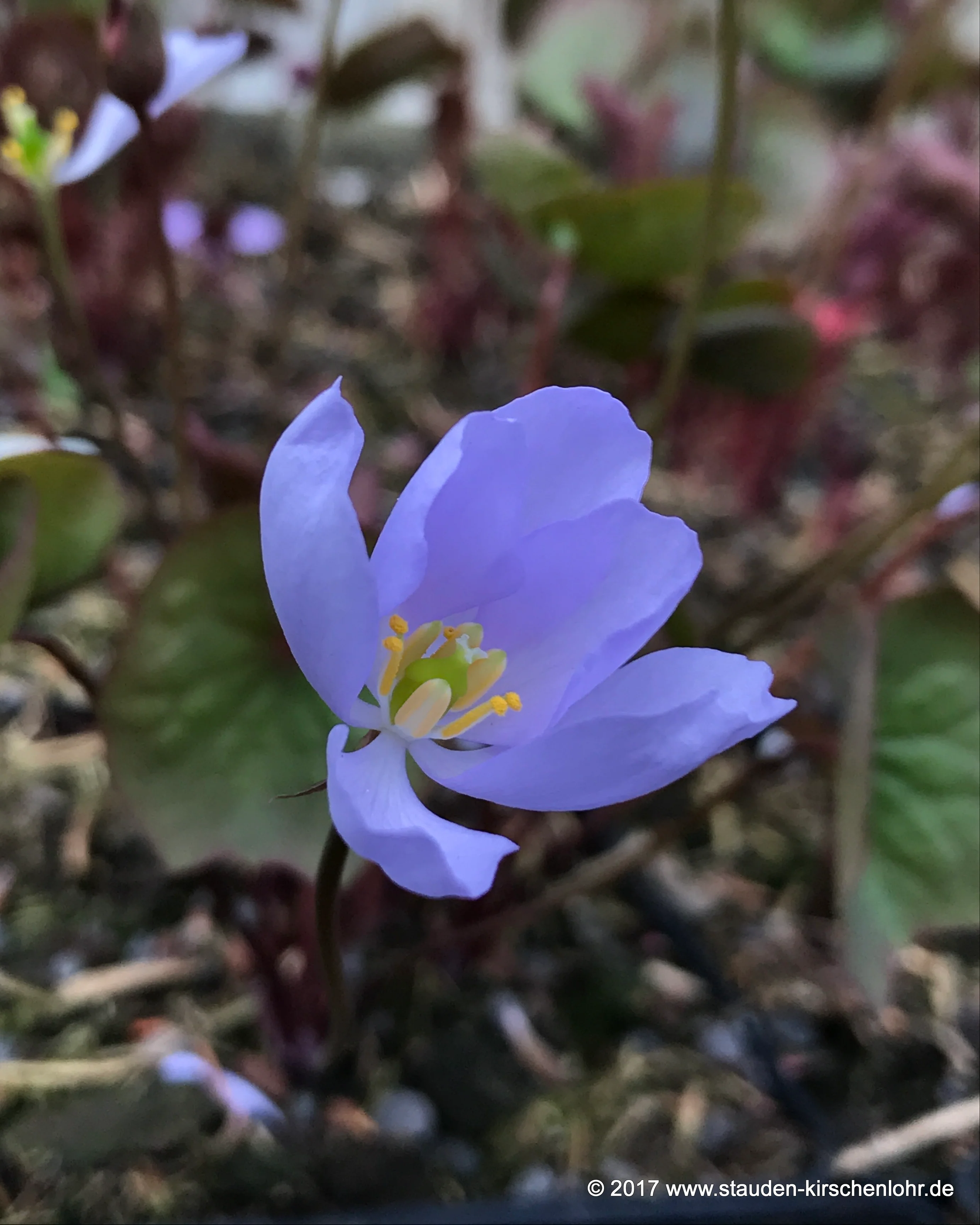 Jeffersonia dubia