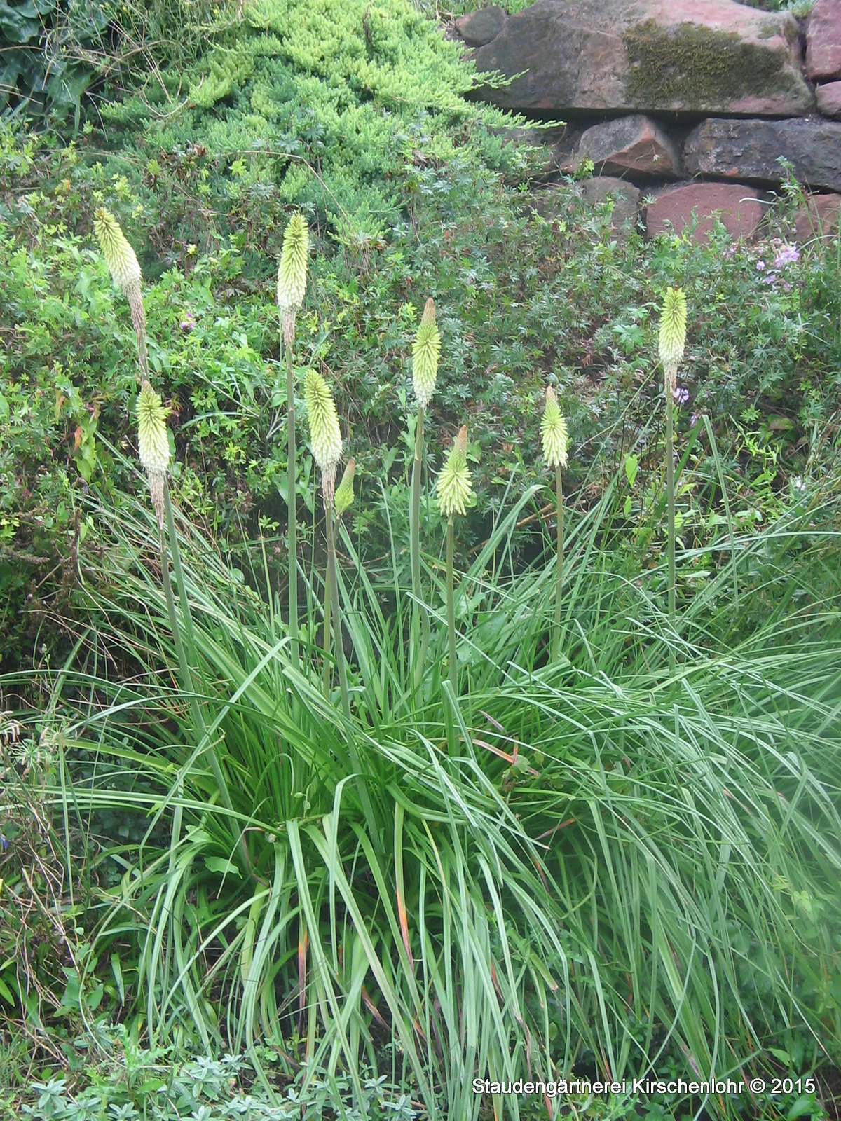 Kniphofia 'Green Jade'