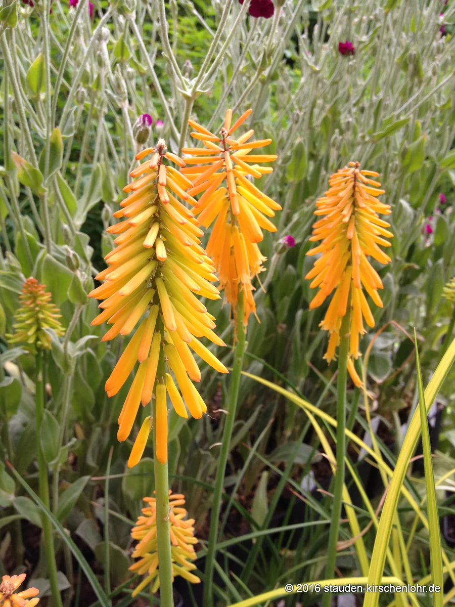 Kniphofia 'Mango Popsicle' ®