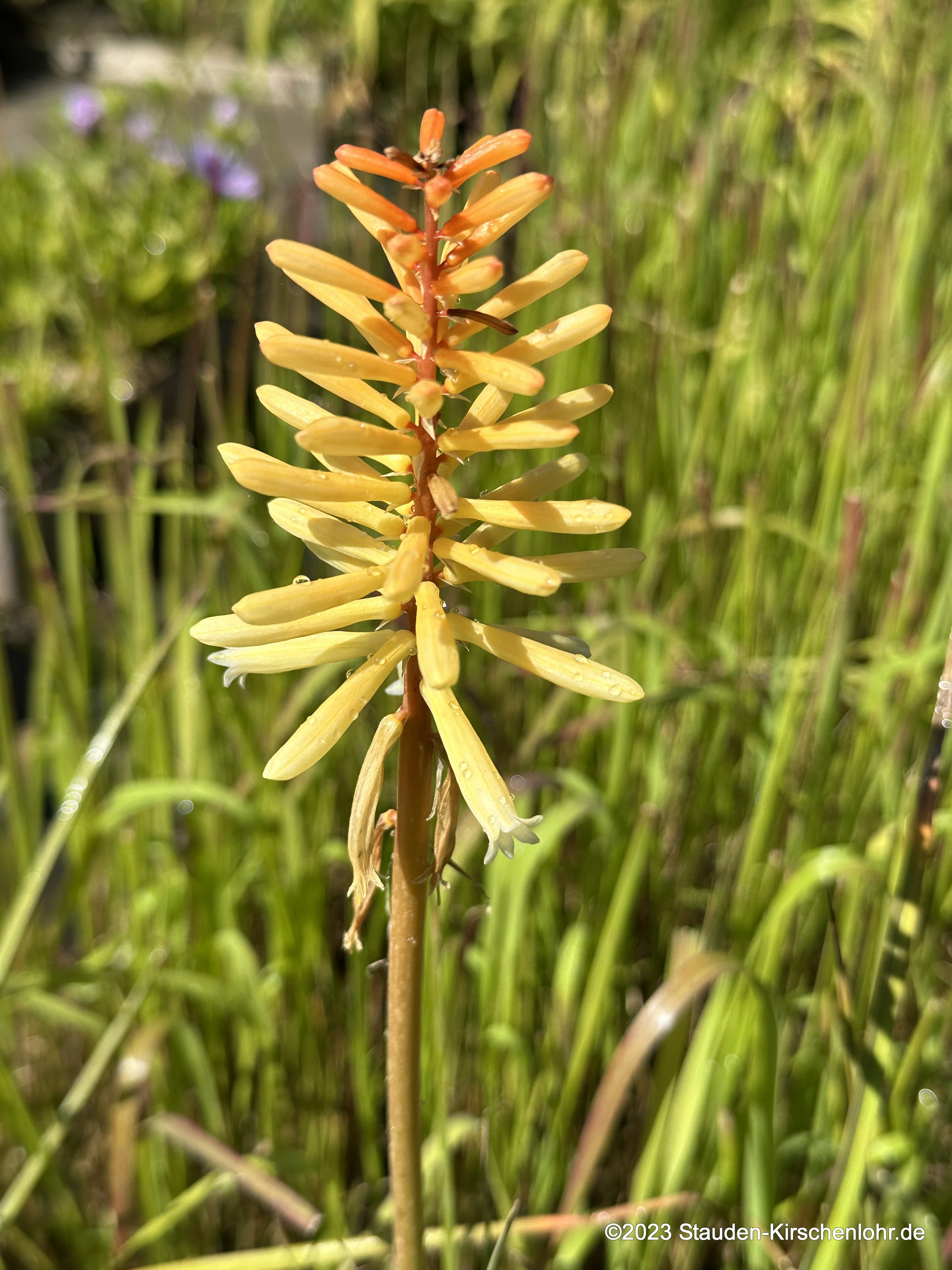 Kniphofia 'Moonstone'