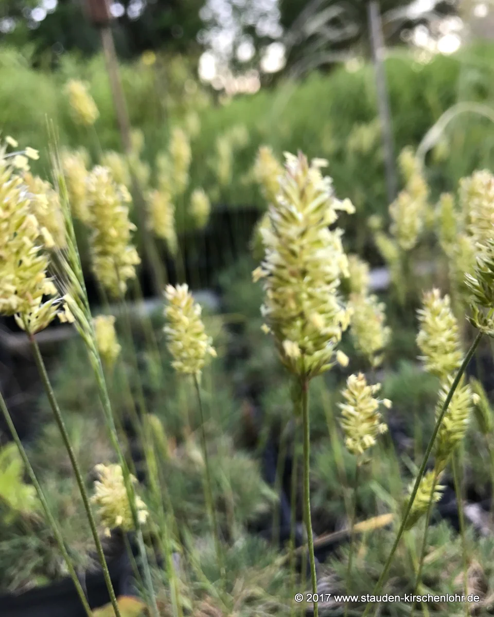 Koeleria glauca 'Lorsch'