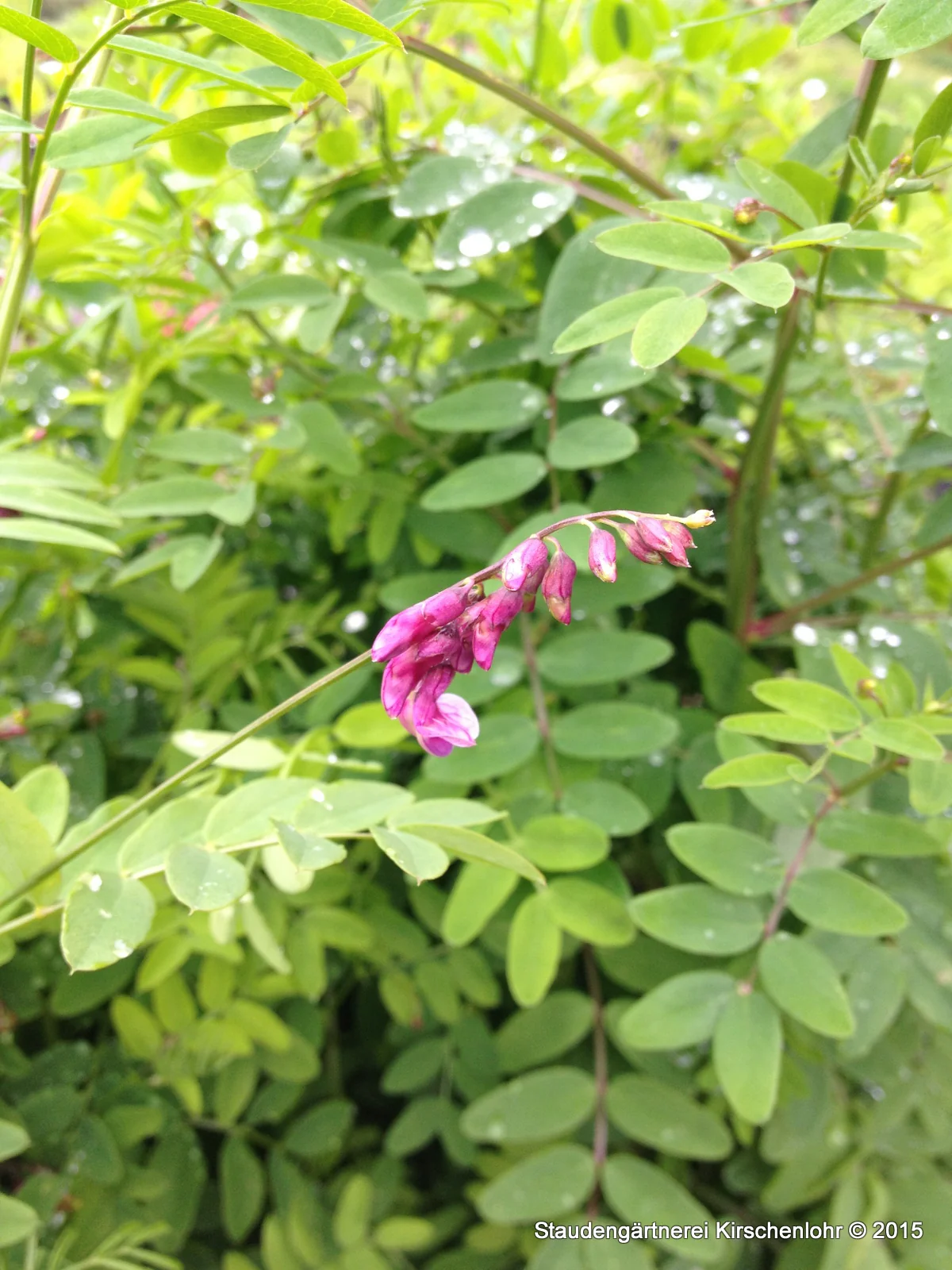 Lathyrus niger