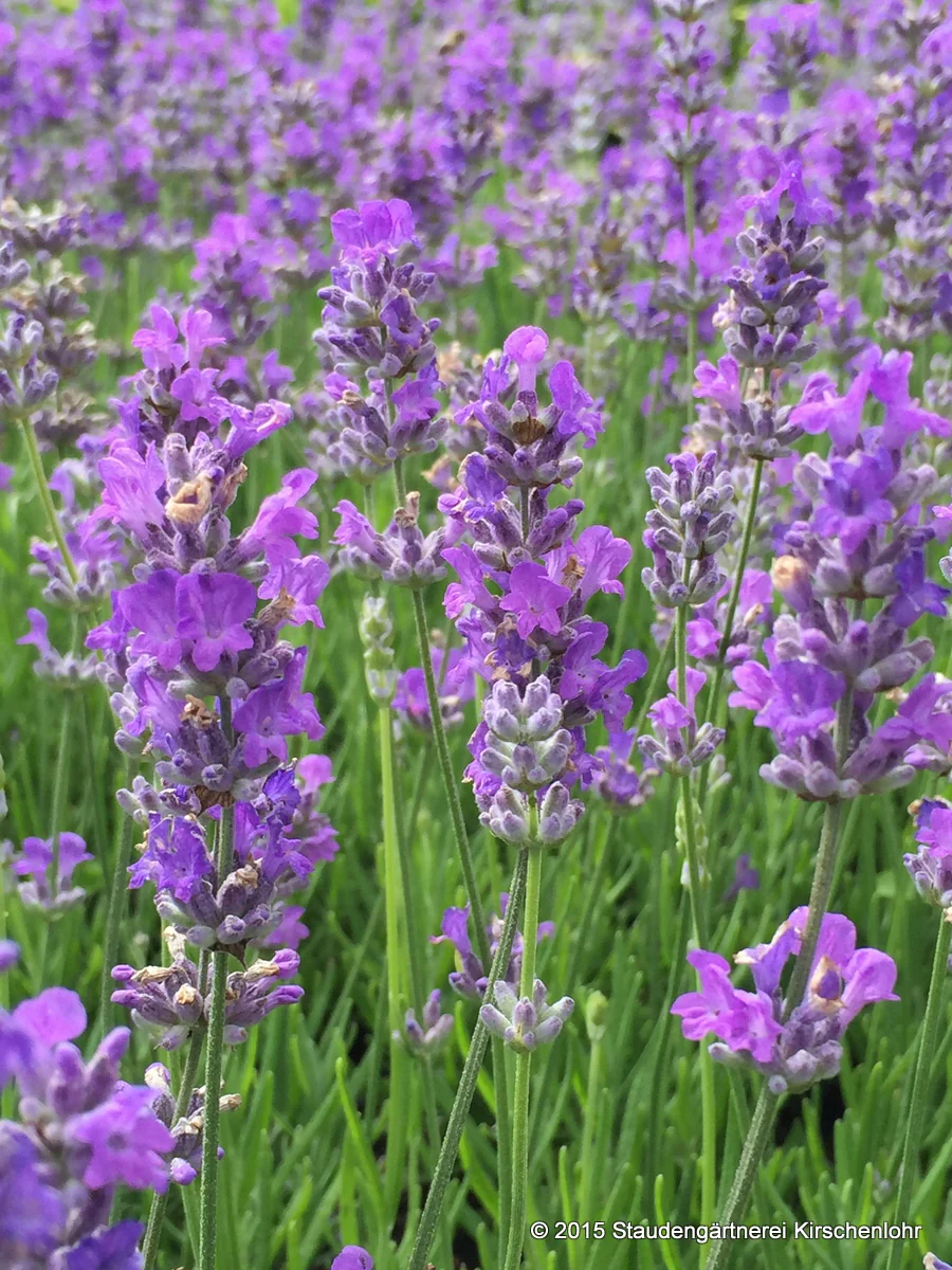 Lavandula angustifolia 'Schola' ('Blue Cushion')