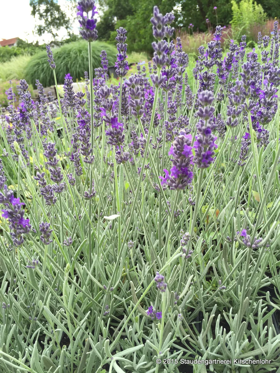 Lavandula x chaytorae 'Richard Gray' veg.