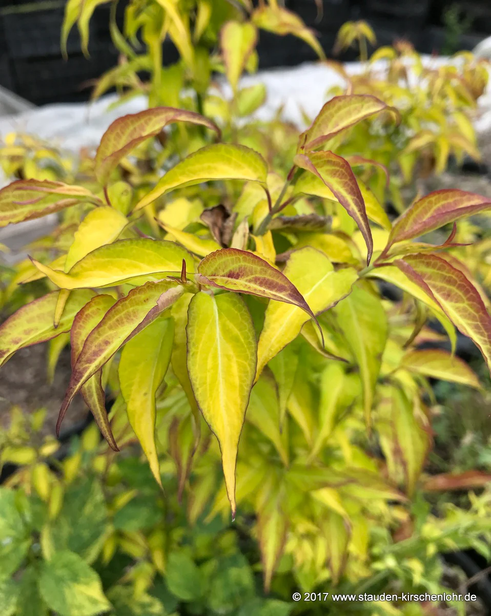 Leycesteria formosa 'Golden Lanterns' ®