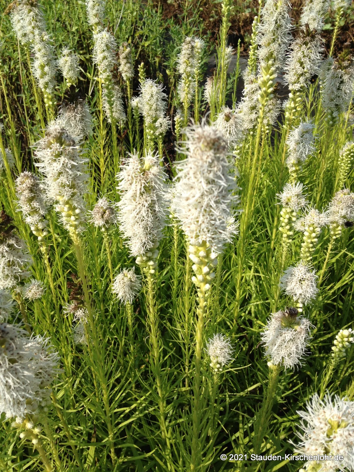 Liatris spicata 'Alba'