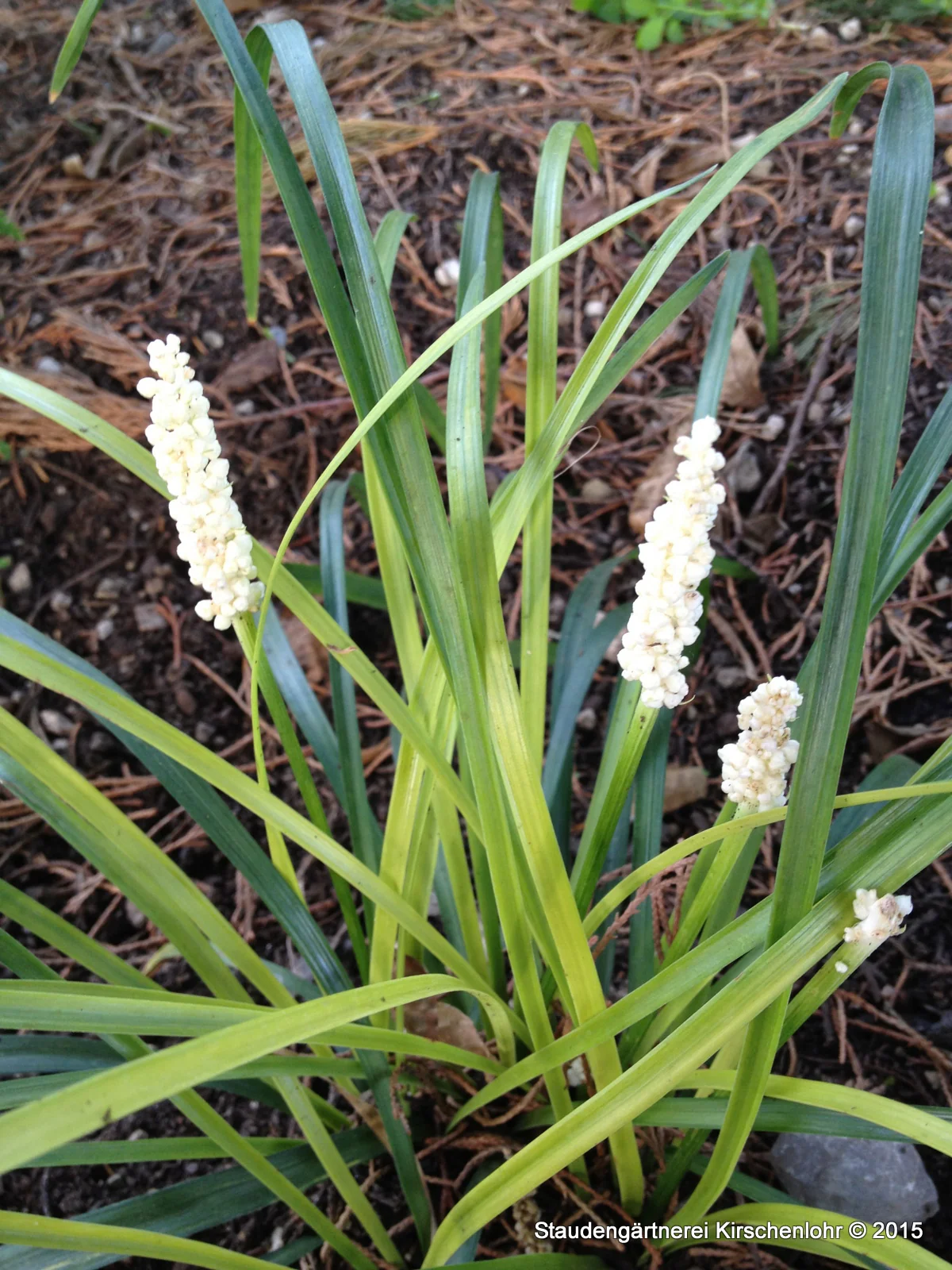 Liriope muscari 'Monroe No.1'