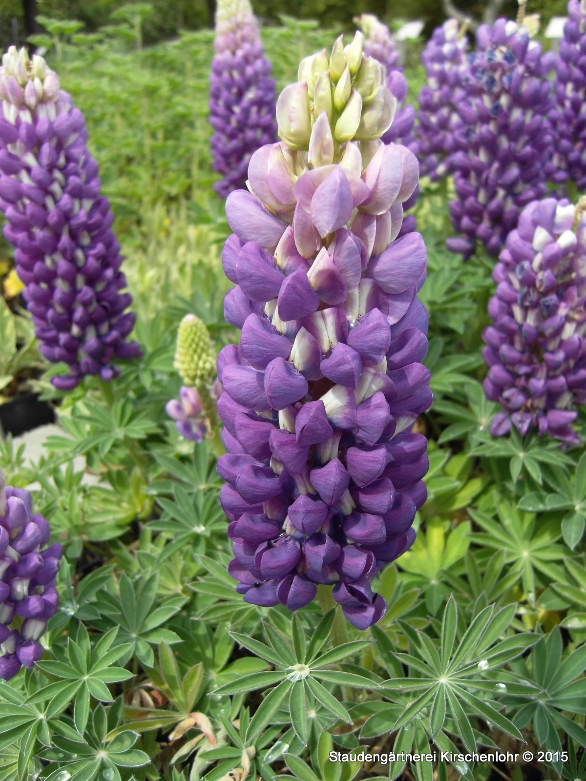 Lupinus polyphyllus blau NIS