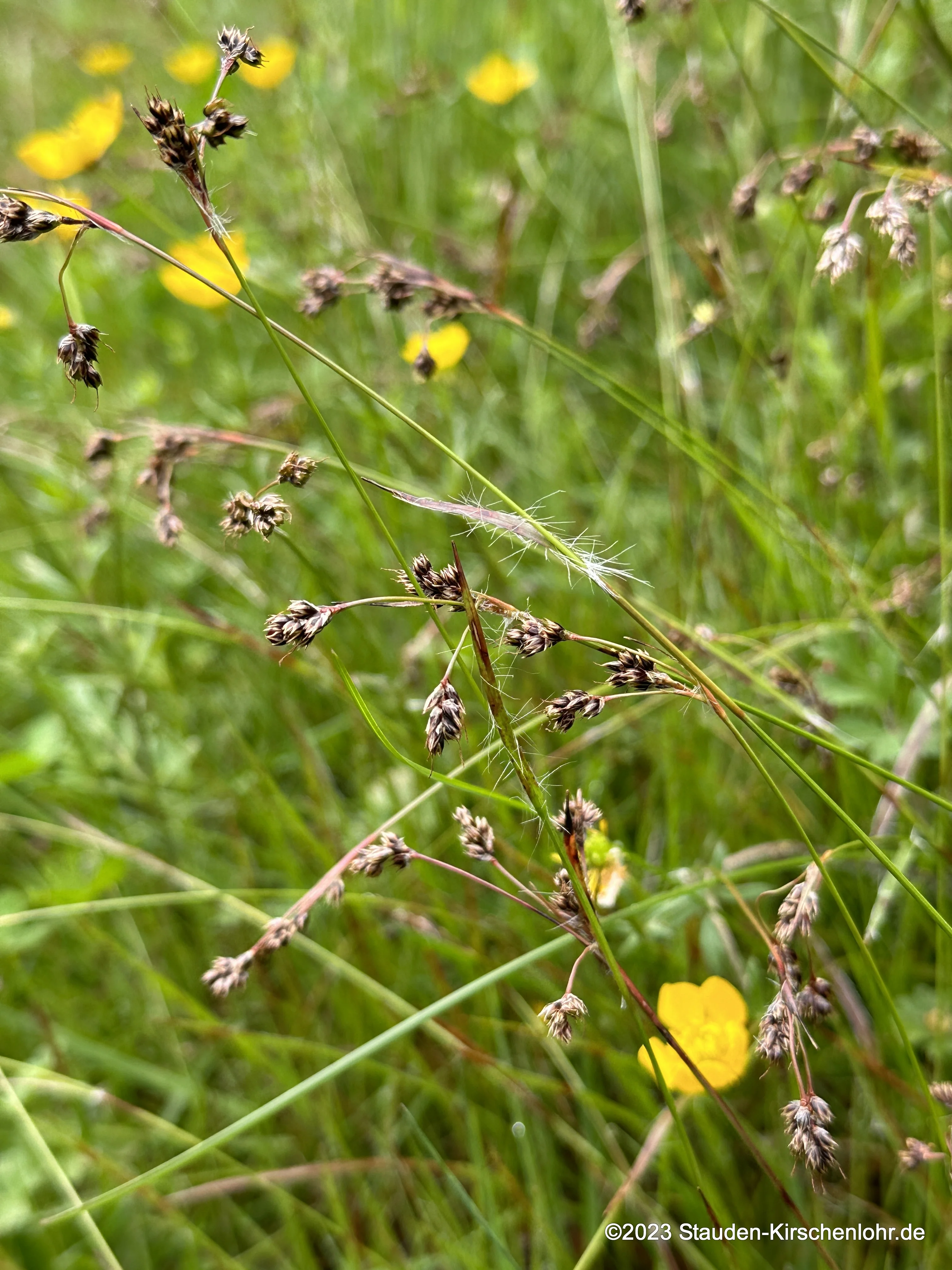Luzula campestris 'Böser Berg' NIS