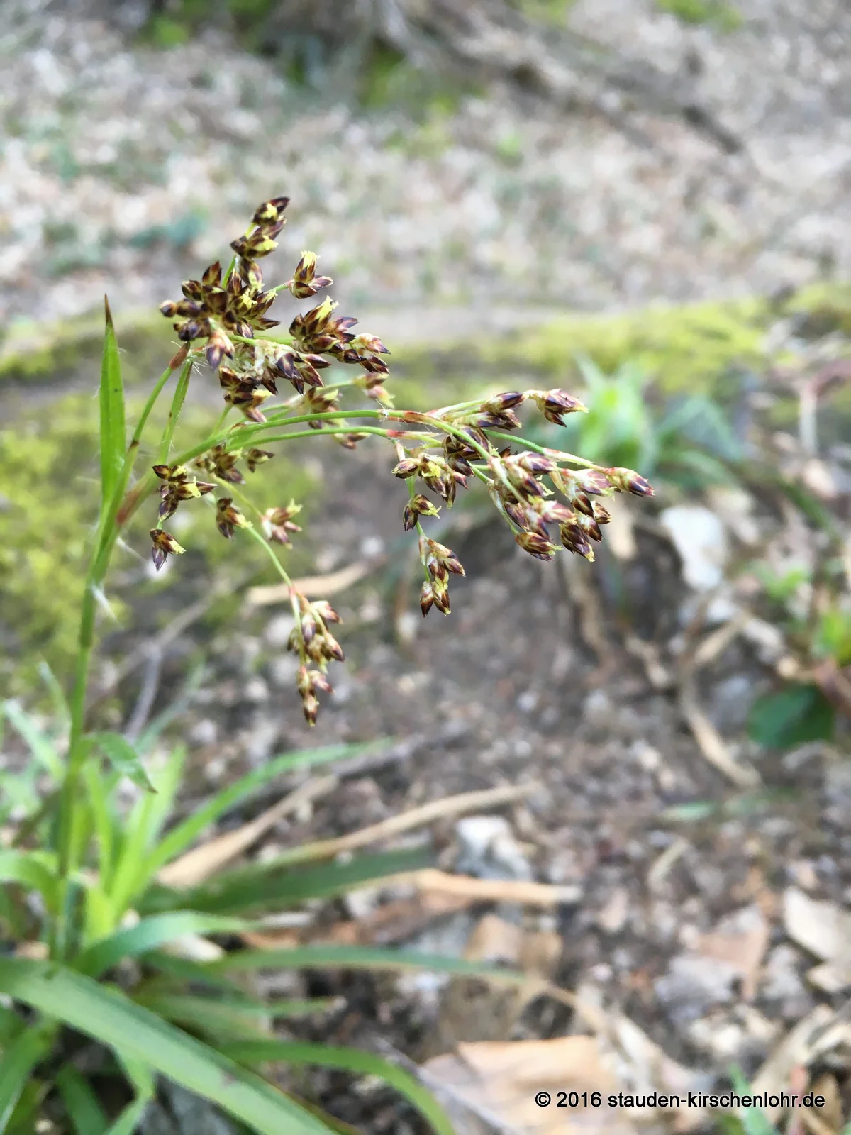 Luzula sylvatica