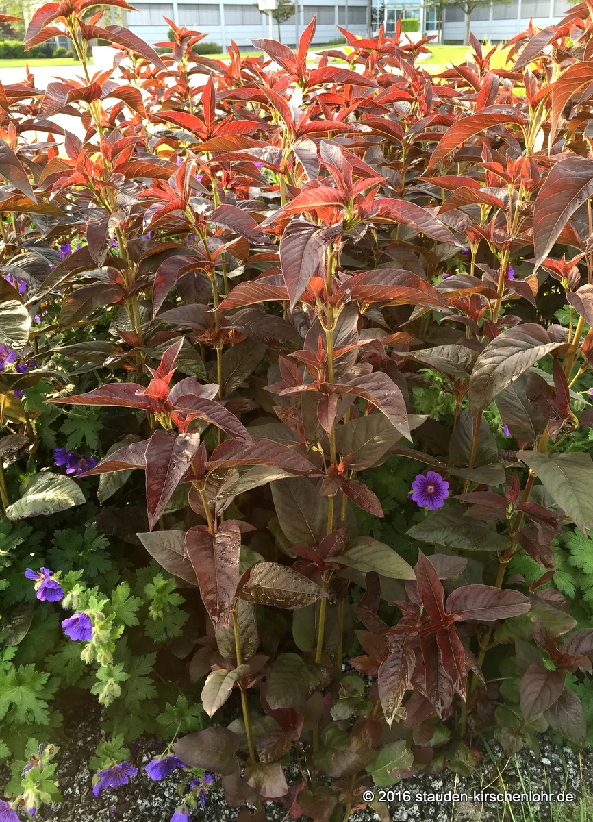 Lysimachia ciliata 'Firecracker'