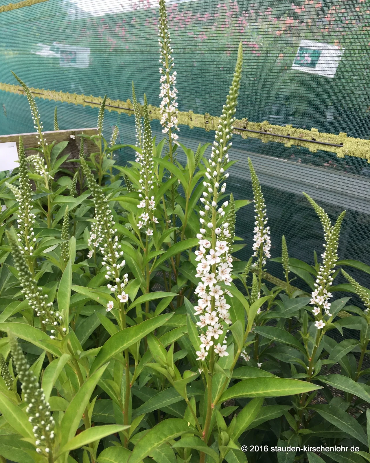 Lysimachia fortunei