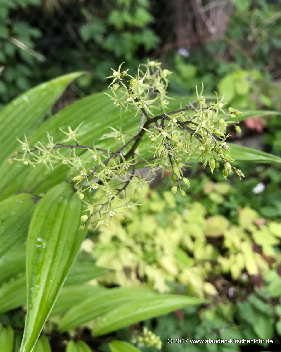 Maianthemum tatsienense