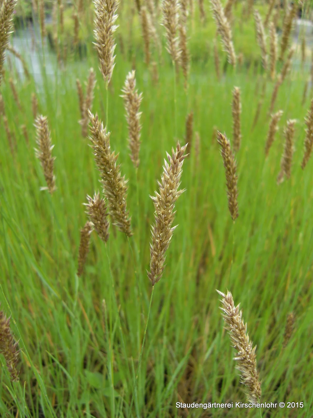 Melica ciliata