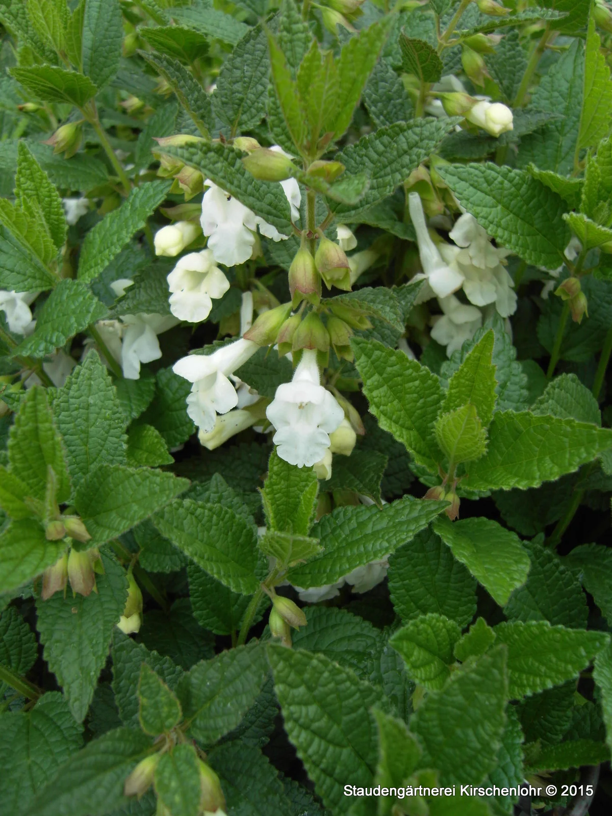 Melittis melissophyllum 'Alba'
