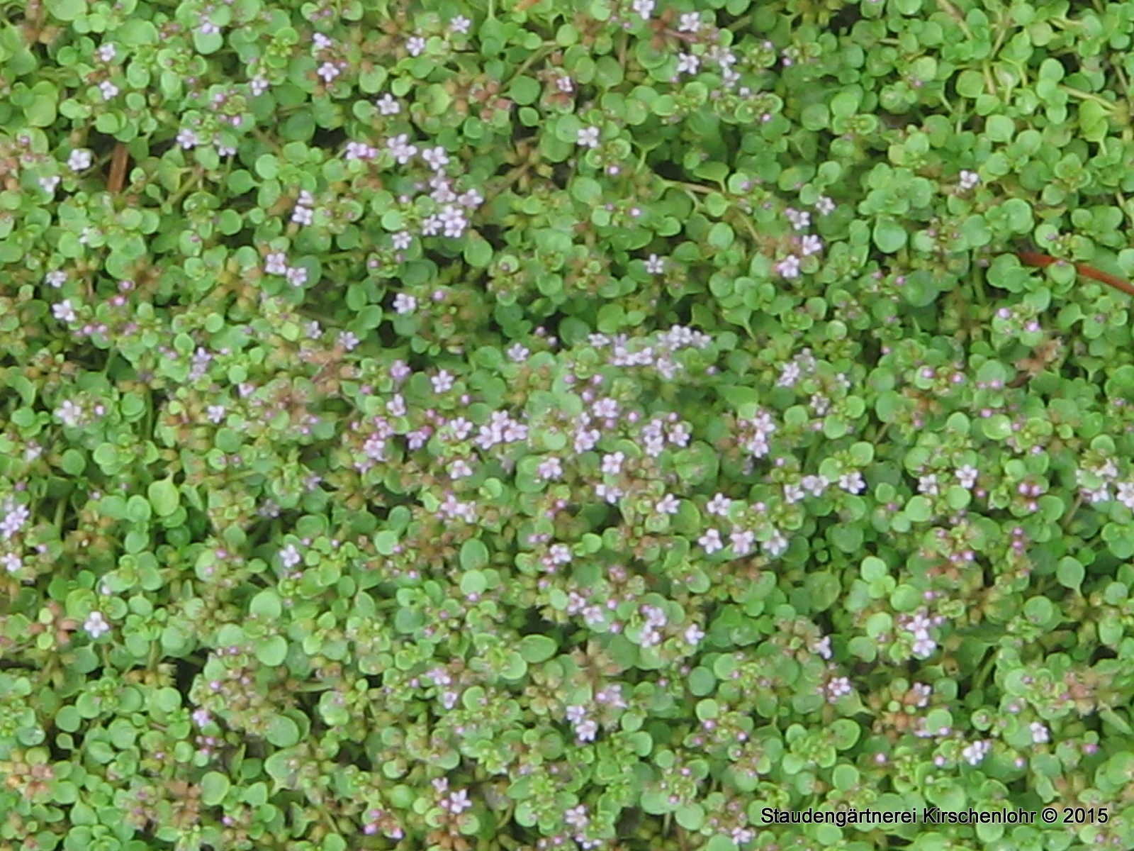 Mentha requienii
