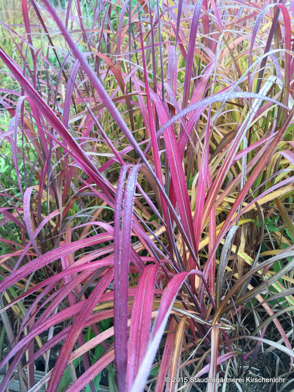 Miscanthus sinensis 'Navajo' ®