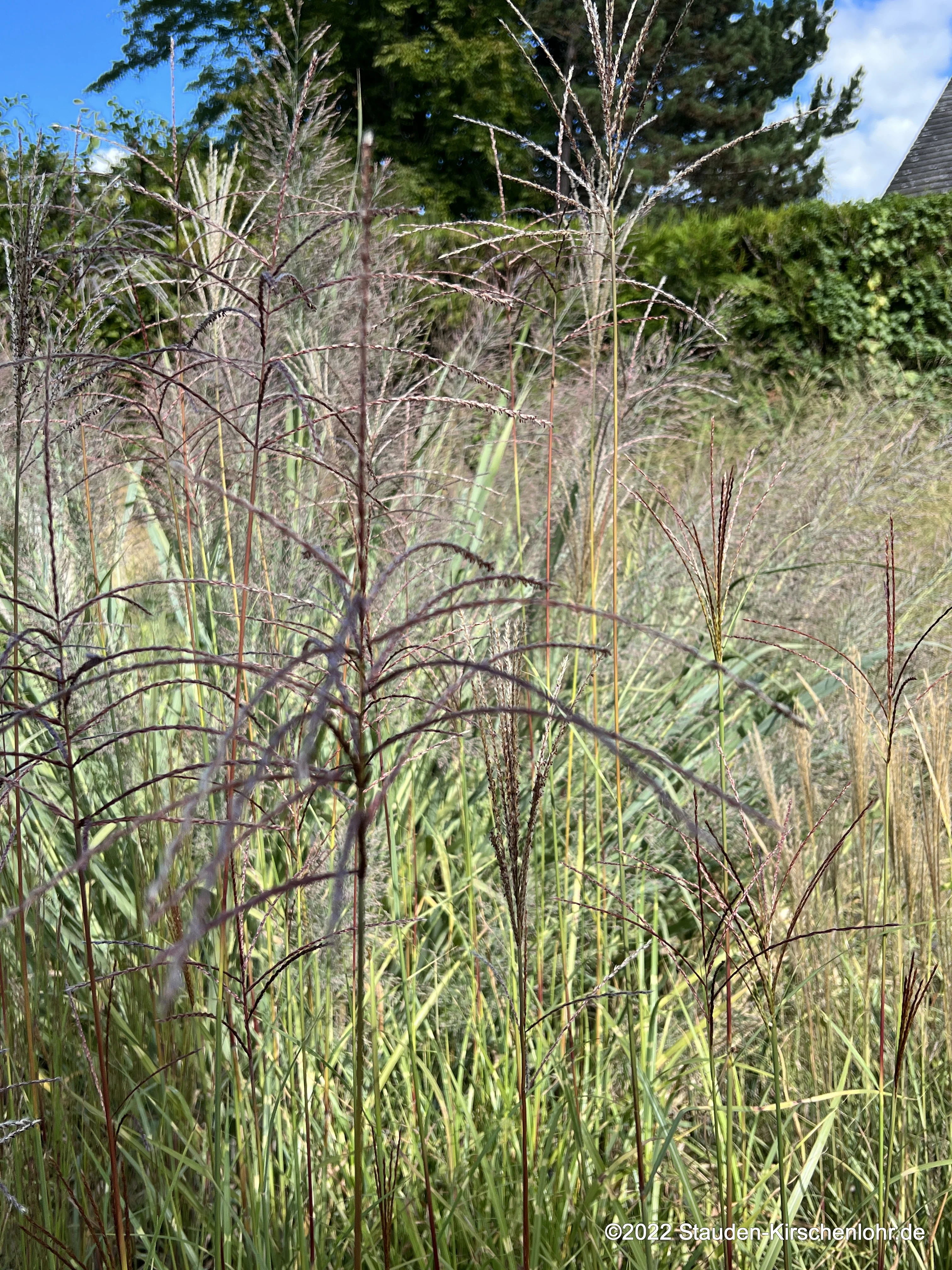 Miscanthus sinensis 'Zirkus'