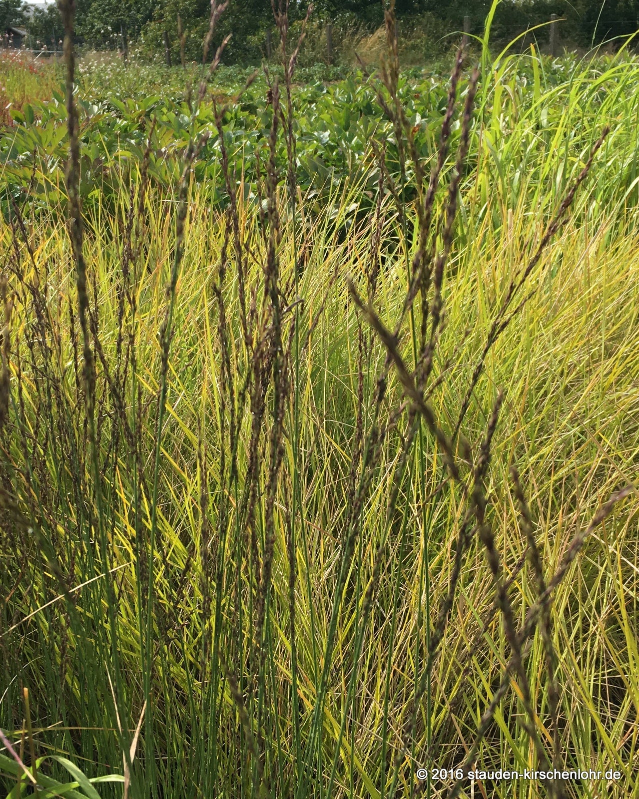 Molinia caerulea 'Aha-Erlebnis' JS ®